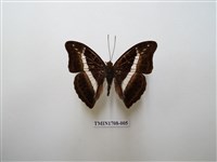 藏品(紫俳蛺蝶)的圖片